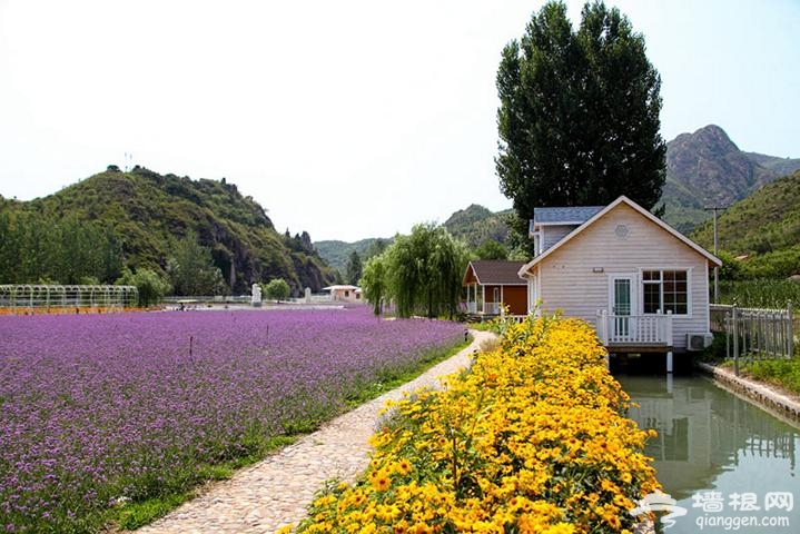 观鱼区