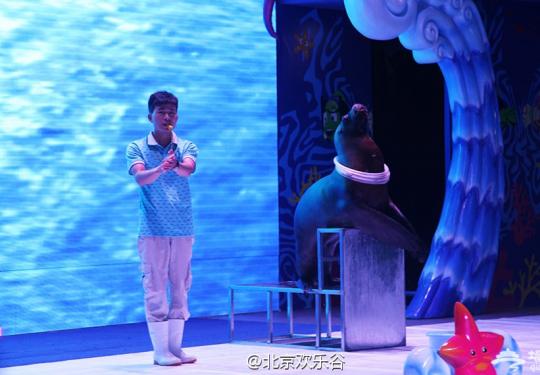 2015第九届北京欢乐谷狂欢节 海狮献上精彩表演