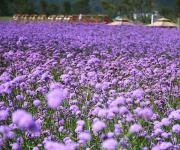 紫云台香草园