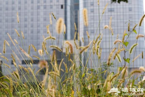 南京明皇宫遗址遭商业开发 考古结果9年秘而不宣