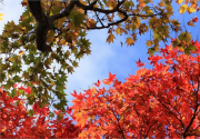 2015祖山红叶节开幕在即
