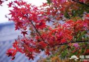 2015北京香山红叶节