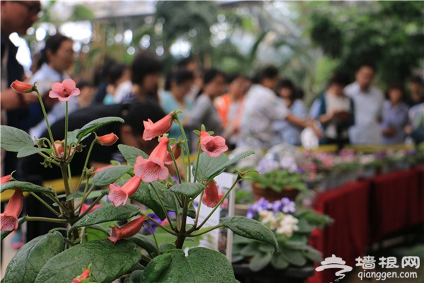 2015首届苦苣苔科植物展在北京植物园举办[墙根网]