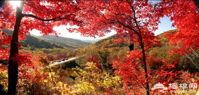 东北最美高铁国庆前通车！一站一景，攻略已出！[墙根网]