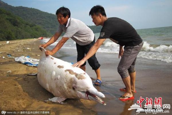 中华白海豚搁浅 “水上大熊猫”被人工蚝排困死[墙根网]