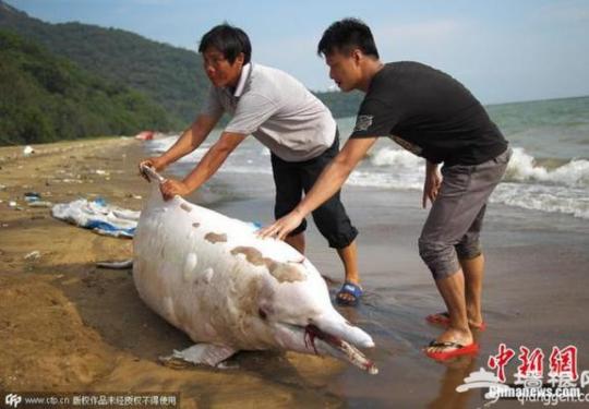 中华白海豚搁浅 “水上大熊猫”被人工蚝排困死