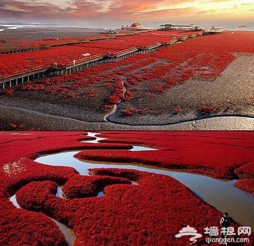 盘锦红海滩