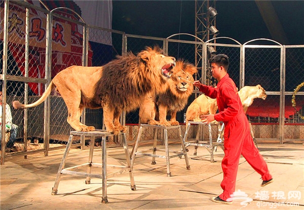 2015北京马戏团表演 嘻游部落大马戏亲子节[墙根网]