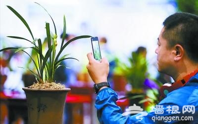 兰花大会催开京字号花卉