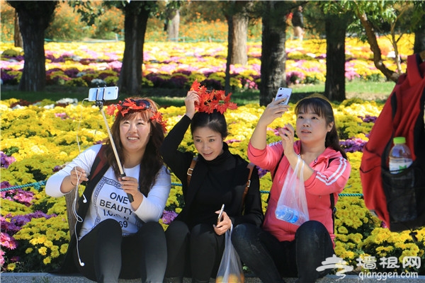 金秋十月去赏花 北京植物园第23届市花展[墙根网]