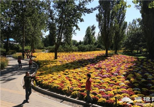 金秋十月去赏花 北京植物园第23届市花展