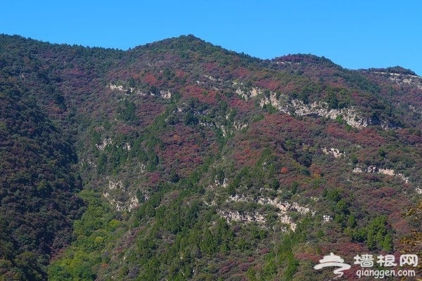 这个深秋，一起寻找“秋”的味道[墙根网]