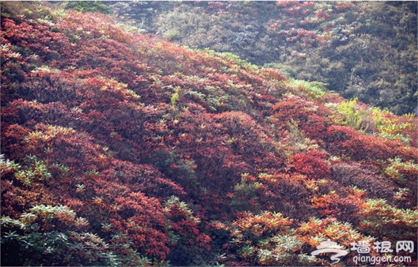 这个深秋，一起寻找“秋”的味道[墙根网]