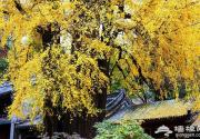 北京古刹中的古银杏 秋季就得看这景儿