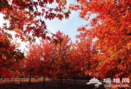 上海最佳秋叶观赏景点大搜罗