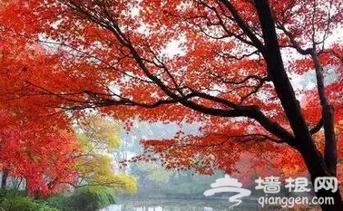 点击图片进入下一页