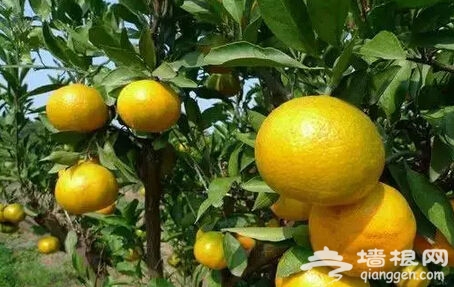 点击图片进入第一页