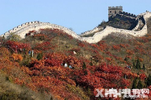层林尽染 艳映古长城 乘坐赏红专线877可以这么玩[墙根网]