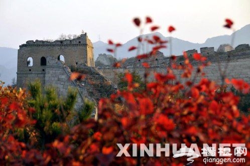 层林尽染 艳映古长城 乘坐赏红专线877可以这么玩