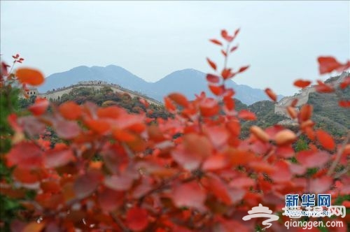 层林尽染 艳映古长城 乘坐赏红专线877可以这么玩[墙根网]