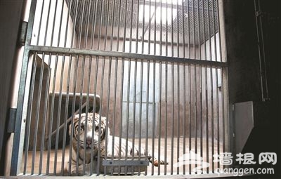 北京野生动物园大型兽舍“变脸” 动物越冬添福利