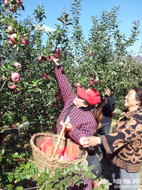 京郊延庆县香营乡国光苹果成熟等待采摘
