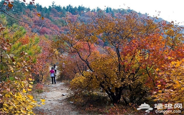 秋高气爽，石家庄周边最美秋季登山好去处有哪些[墙根网]