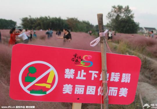 上海粉色田园蹿红后被不文明游客毁容