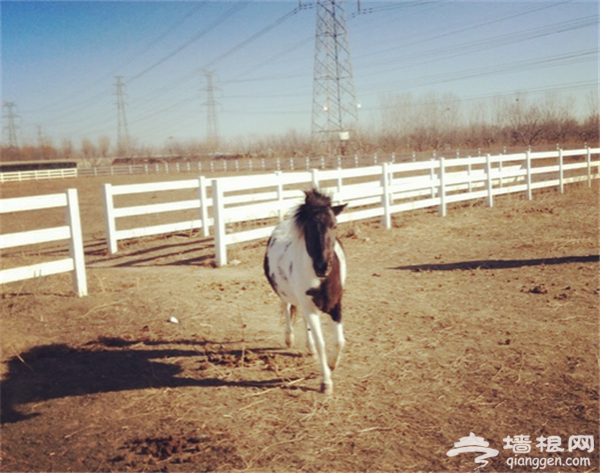 骑马找乐子 来这些地方长见识[墙根网]
