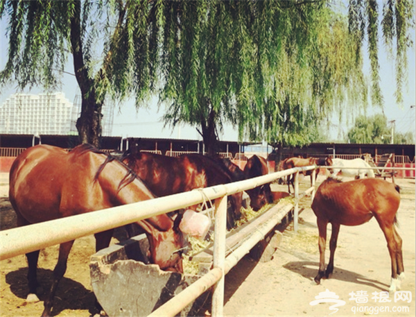骑马找乐子 来这些地方长见识[墙根网]