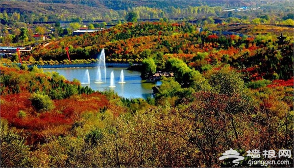 2015北宫森林公园红叶季 可观赏红叶面积约4000多亩