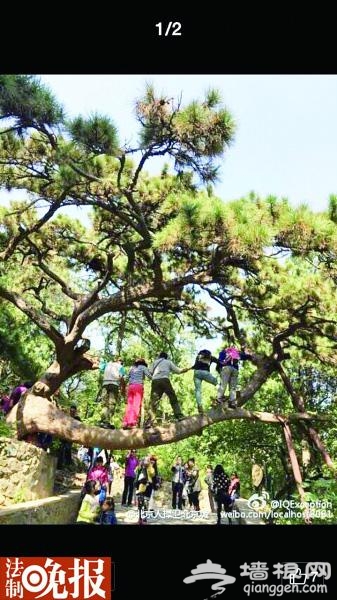 微博曝光游客爬香山古树拍照 公园呼吁文明游园[墙根网]