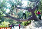 微博曝光游客爬香山古树拍照 公园呼吁文明游园