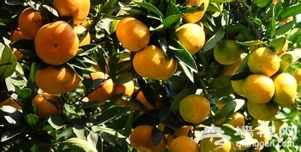 上海滨江森林公园柑橘采摘节可持续到11月份