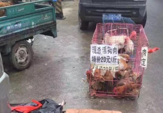 石景山一店铺当街宰杀活狗活禽