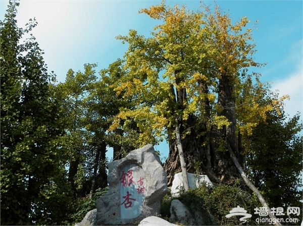 石家庄6大最美银杏观赏地推荐[墙根网]