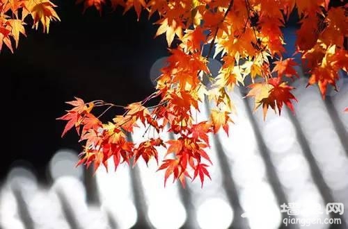 坐地铁去拍北京最美秋天