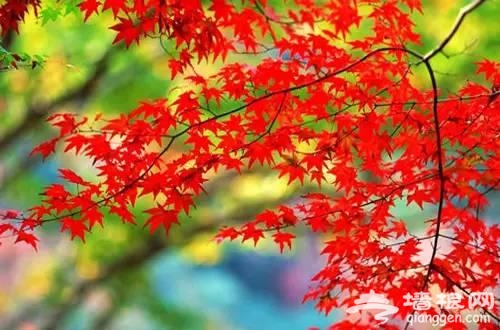 坐地铁去拍北京最美秋天