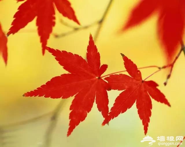 坐地铁去拍北京最美秋天