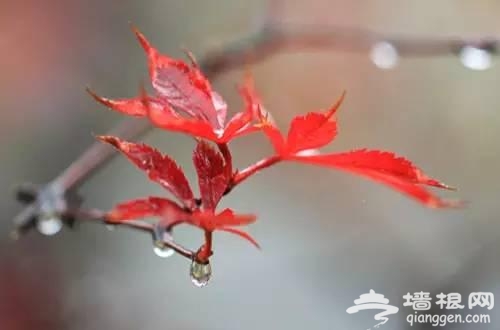 坐地铁去拍北京最美秋天