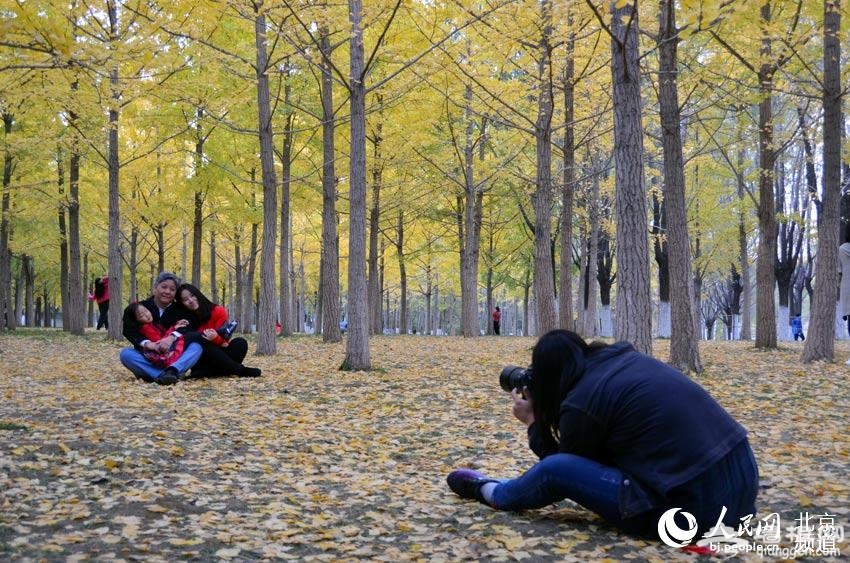 在奥林匹克森林公园的银杏林中拍照的市民。人民网尹星云 摄
