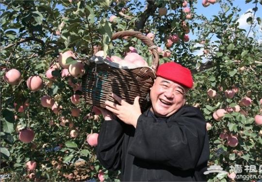 采摘苹果认养果树 就去2015北京昌平苹果节吧