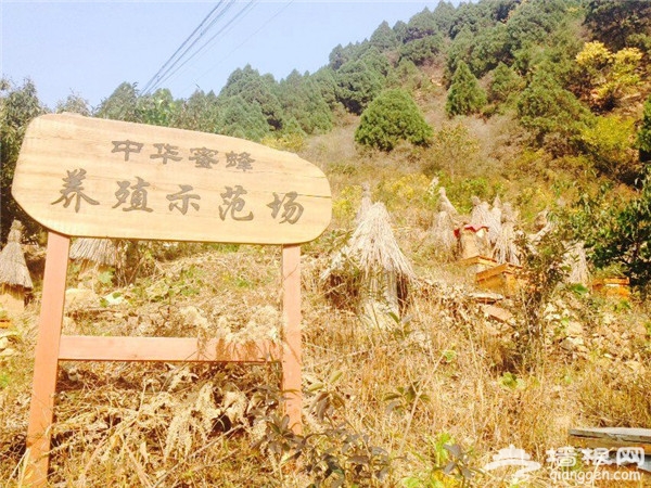 密云县石城镇黄峪口村举办第五届割蜜节[墙根网]