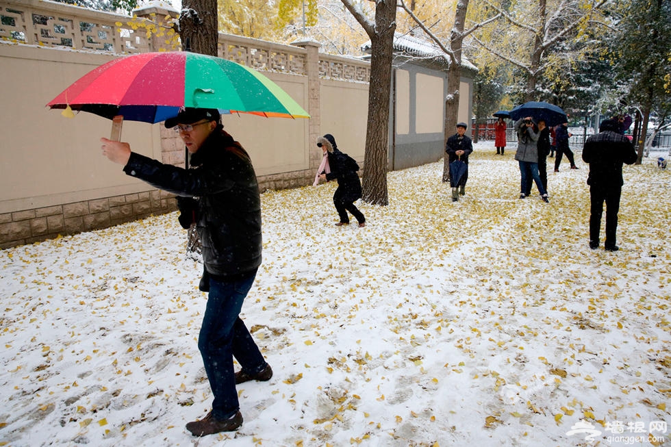 北京遭大雪突袭 银杏大道成市民自拍地[墙根网]