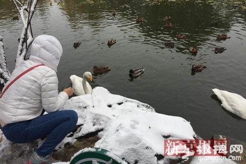 雪天看动物 北京动物园游客兴致不减[墙根网]