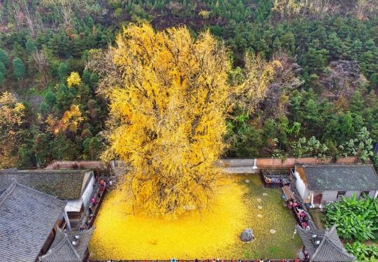 西安古寺音禅寺千年银杏落叶似铺“金毯”