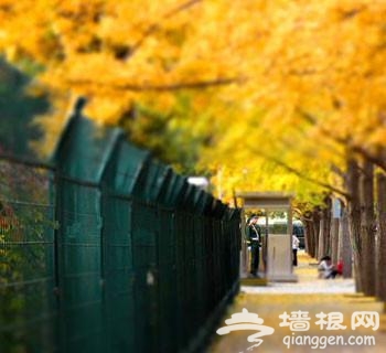 北京城10条超美的小马路 90%的情侣居然都不知道