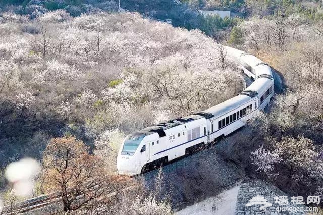 北京有趟6块钱的列车，惊艳四季！[墙根网]