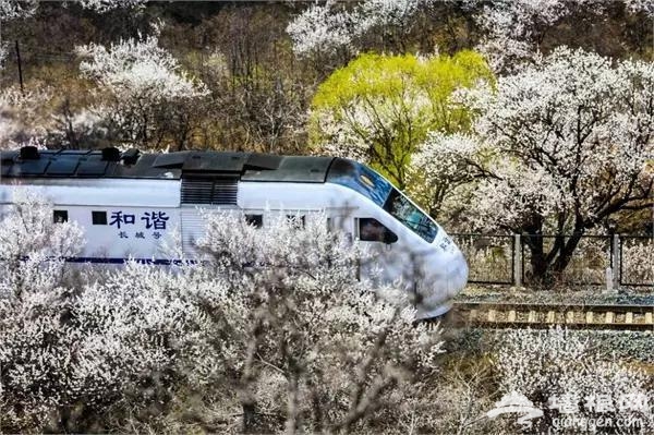 北京有趟6块钱的列车，惊艳四季！[墙根网]