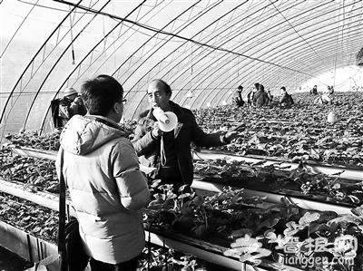 北京草莓被迫延迟上市 科技“偏方”不敌雾霾天气
